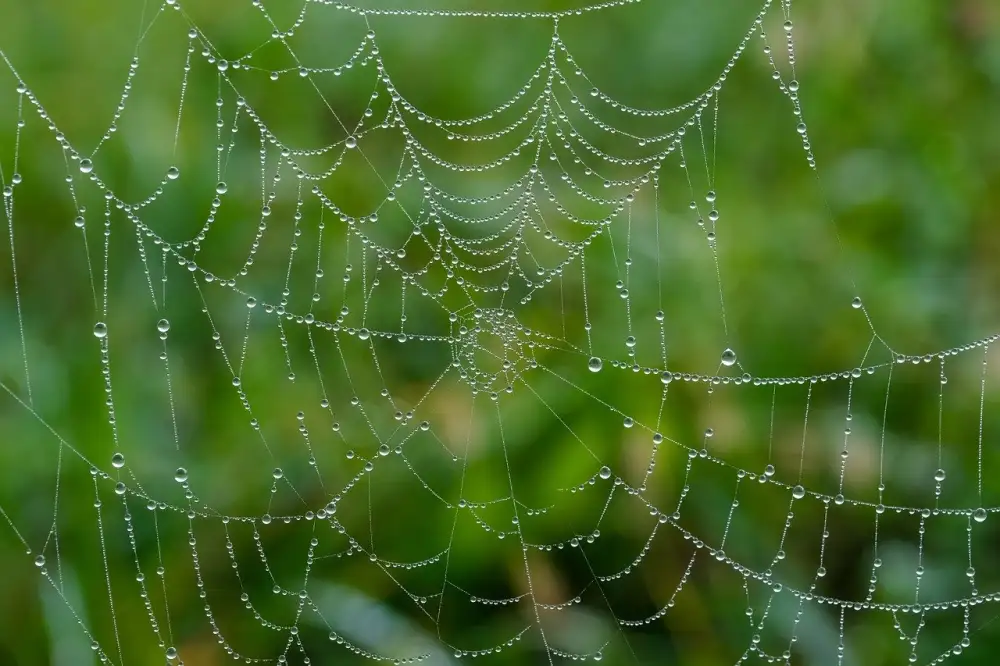 Web4U